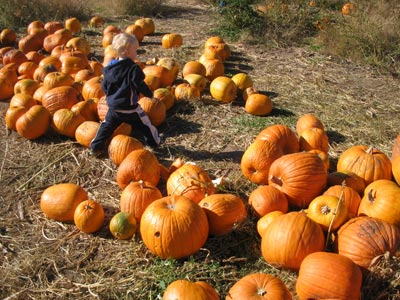 pumpkinpatch.jpg