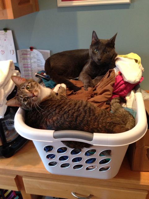 011814_LaundryCats.jpg