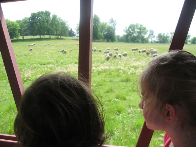 061711_SheepTrain.jpg