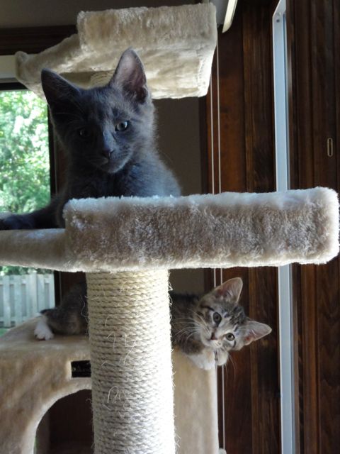 062112_CatTower.jpg