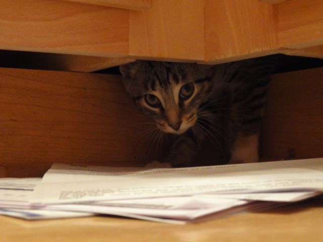 071212_HidingKitten.jpg