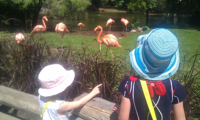 081011_ZooFlamingos.jpg