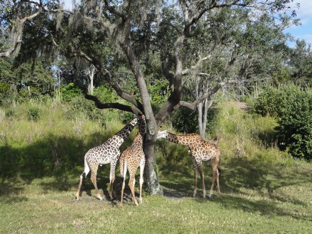 102611_Giraffes.jpg