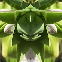 slightly meancing mirror plant